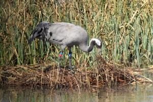 Female of the pair adding nesting material Female crane nest buliding